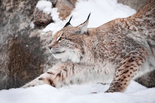 Een mooie lynx in de sneeuw strekt zich sierlijk uit en toont zijn harmonie en kracht. Lynxen in de 