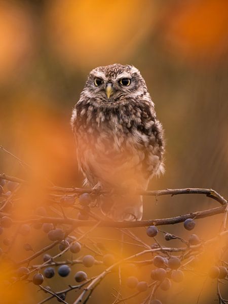 The Little Owl by Willemijn Wolthaus