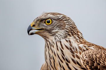 Porträt eines jungen Habichts von Herwin Jan Steehouwer