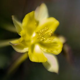 yellow beauty by Paquita Six