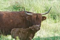 Schotse hooglander met kalf