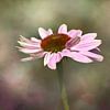 Tournesol (Echinacea purpurea) sur Silvia Thiel