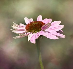 Tournesol (Echinacea purpurea)