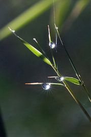 Drops von Sander Strijdhorst