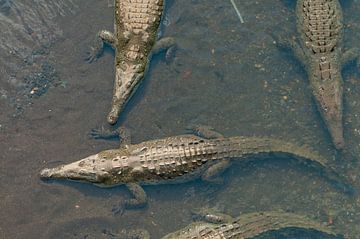 Crocodiles by Maarten Verhees