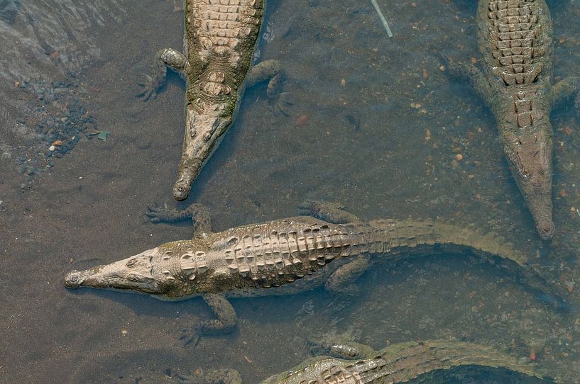Krokodile von Maarten Verhees
