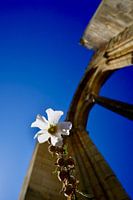 The mystery of Abbey Sauve-Majeure in colour with flower