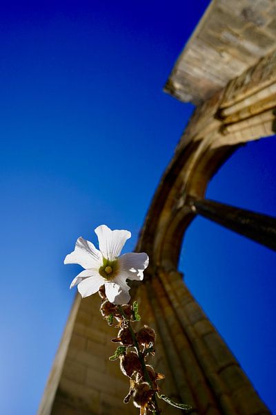 The mystery of Abbey Sauve-Majeure in colour with flower by Jos Voormolen