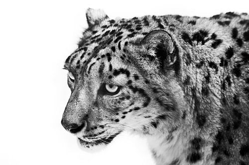 Zwart-wit monochroom luipaard kijkt verwijtend, portret van een droevig beest witte achtergrond