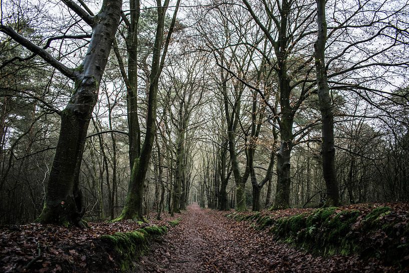 The dark forest by Robert Snoek