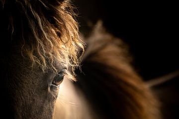 Portret van een Konik paard van Stijn Smits