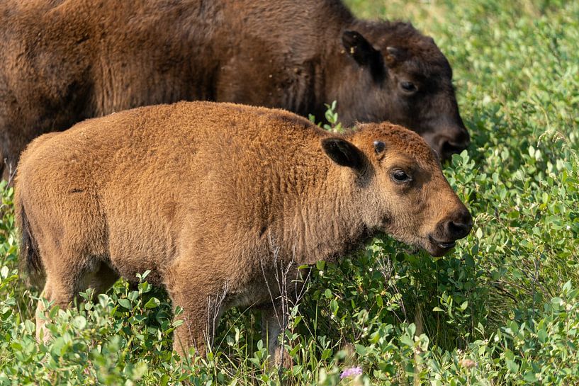 Bison dans le parc d'État de Custer, Dakota du Sud, États-Unis par Jeroen van Deel