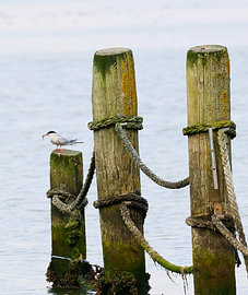 Rastender Fischreiher von Ilse zoomt in.