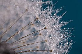 Abstraction: Droplets on a dandelion fluff ball (with turquoise - blue) by Marjolijn van den Berg