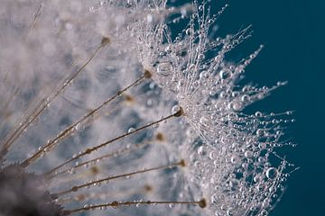 Abstractie: Druppeltjes aan een paardenbloem pluizenbol  (met turqouise - blauw) van Marjolijn van den Berg