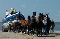 Trek Paarden trekken boot aan land Ameland van Brian Morgan thumbnail