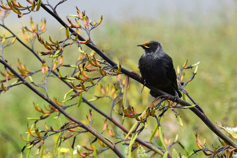 Resting bird by Niendem