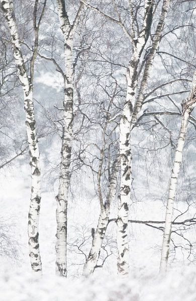 Berken by peter reinders