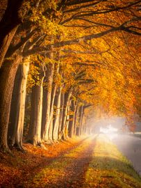 Goldene Stunde gibt goldenen Glanz von Jacqueline Guichelaar