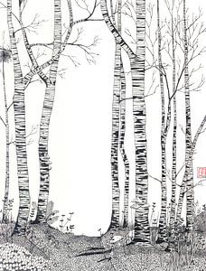 Foret de bouleaux