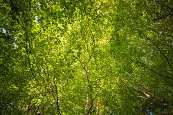 Bomen (Sletten Vikings Camp Grounds) - Ry (Denemarken)