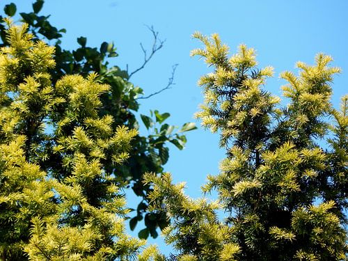 Bomen