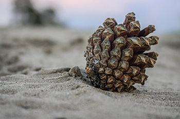 Pomme de pin dans le sable