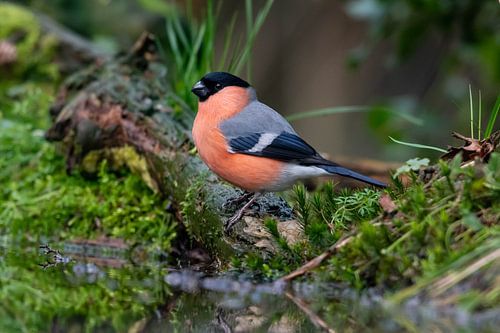 Bullfinch