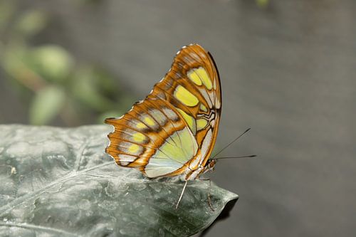 Malachit Schmetterling