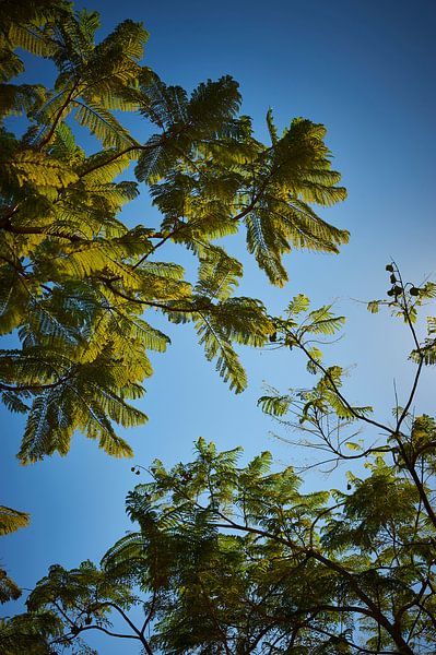 Palmbomen onder een blauwe hemel van Michael Moser