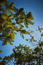 Palmbomen onder een blauwe hemel van Michael Moser thumbnail