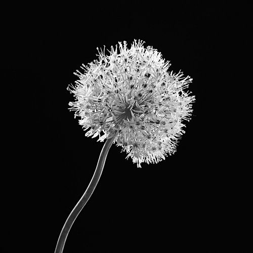 Pure - Monochrome blooms