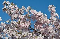 Bloeiende zacht roze bloesem in de lente met een blauwe lucht van Jolanda de Jong-Jansen thumbnail