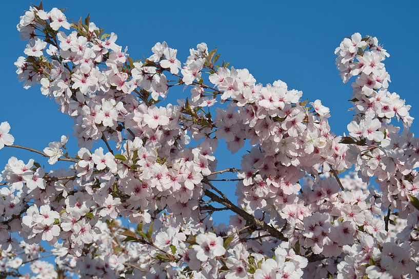 Bloeiende zacht roze bloesem in de lente met een blauwe lucht van Jolanda de Jong-Jansen