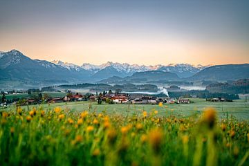 Morgengrauen mit Löwenzahn über den Allgäuer Alpen