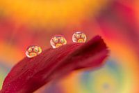 Drops on a petal.