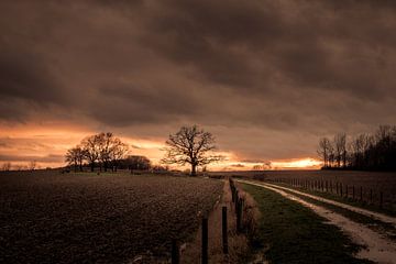 Old Oak