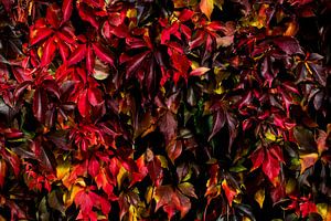 Wilde Rebe in Herbstfarben