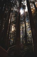Stairs among the trees