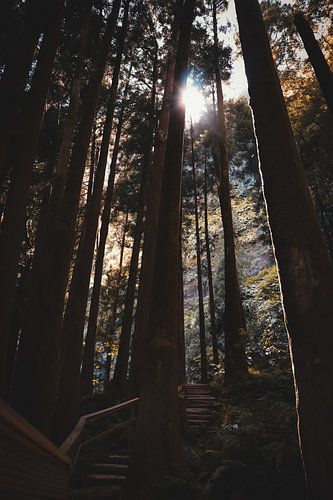 Trap tussen de bomen van Roy van Lawick van Pabst