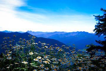 Österreich Alpen Blick von wsetten