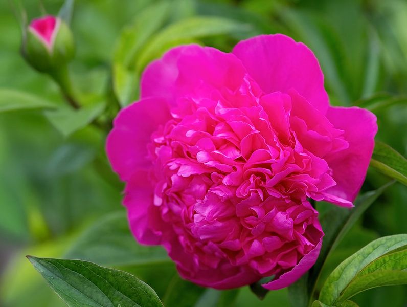 Colour intoxication of the soul, the wonderful &quot;peony&quot; by Christina Bauer Photos