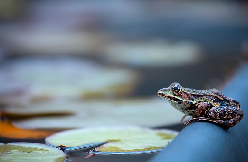 Waiting for the sun by Ellen van Deelen