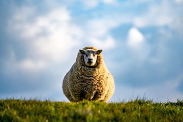 Moeder schaap Texel van Texel360Fotografie Richard Heerschap