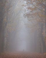 La forêt du bonheur