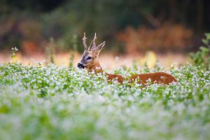 roe deer buck