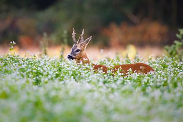 roe deer buck by Pim Leijen