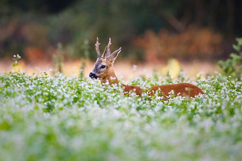 reebok in een veld met boekweit