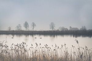 Neblige ländliche Landschaft mit Enten auf dem Teich I