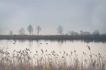 Mistig  plattelands landschap met eenden op de vijver I van Daan Duvillier | Dsquared Photography